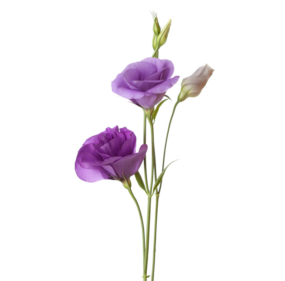 شاخه گل لیسیانتوس